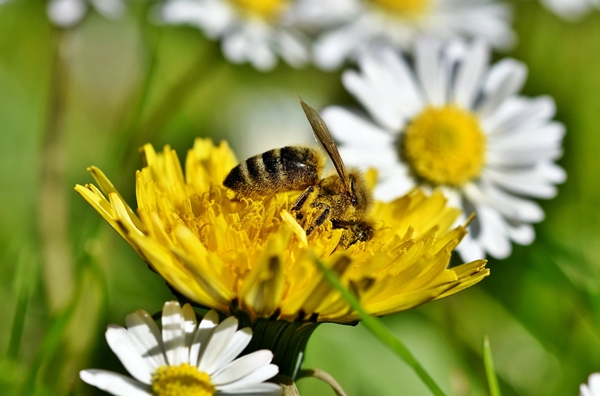 Bienen unsere Freunde