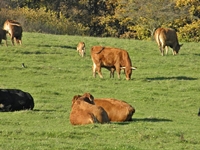 Hof und Koppeln