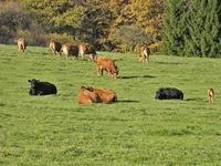 Hof und Koppeln