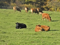 Hof und Koppeln