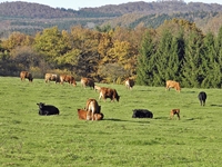 Hof und Koppeln