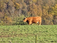 Hof und Koppeln